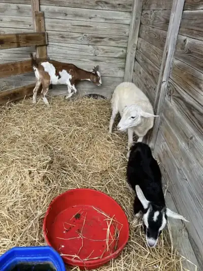 Goats and a sheep in a straw-bedded pen