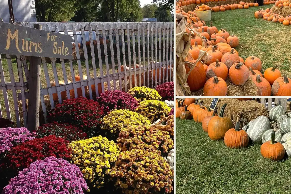 Mums in every color, and pumpkins set out on straw