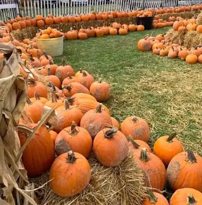 Rows of pumpkins set out on straw